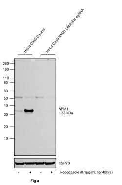 Phospho-NPM1 (Thr237) Polyclonal Antibody:Antibodies, Polyclonal