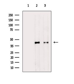 Invitrogen Phospho-PDHA1/PDHA2 (Ser293, Ser291) Polyclonal Antibody 100