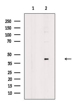 Invitrogen Phospho-FEN1 (Ser187) Polyclonal Antibody 100 μL; Unconjugated:Antibodies,
