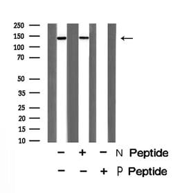Invitrogen Phospho-Raptor (Ser863) Polyclonal Antibody 100 μL; Unconjugated:Antibodies,