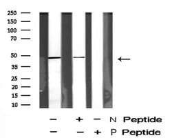 Invitrogen Phospho-STYK1 (Tyr327) Polyclonal Antibody 100 &mu;L; Unconjugated:Antibodies,