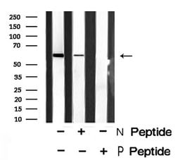 Invitrogen Phospho-Trf2 (Ser365) Polyclonal Antibody 100 μL; Unconjugated:Antibodies,