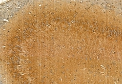 Invitrogen Phospho-TRPV1 (Ser502) Polyclonal Antibody 100 μL; Unconjugated:Antibodies,