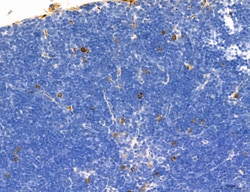 Invitrogen Phospho-Axl (Tyr702) Polyclonal Antibody 100 &mu;L; Unconjugated:Antibodies,