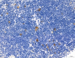 Invitrogen Phospho-Axl (Tyr702) Polyclonal Antibody 100 &mu;L; Unconjugated:Antibodies,