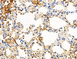 Invitrogen Phospho-Axl (Tyr702) Polyclonal Antibody 100 &mu;L; Unconjugated:Antibodies,