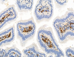 Invitrogen Phospho-Axl (Tyr702) Polyclonal Antibody 100 &mu;L; Unconjugated:Antibodies,