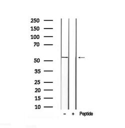 Invitrogen Phospho-Fumarase (Thr90) Polyclonal Antibody 100 &mu;L; Unconjugated:Antibodies,