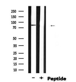 Invitrogen Phospho-EZH2 (Ser474) Polyclonal Antibody 100 &mu;L; Unconjugated:Antibodies,