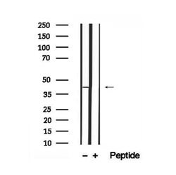 Invitrogen Phospho-PGK1 (Tyr324) Polyclonal Antibody 100 &mu;L; Unconjugated:Antibodies,
