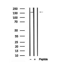 Invitrogen Phospho-DEPDC5 (Ser1530) Polyclonal Antibody 100 &mu;L; Unconjugated:Antibodies,