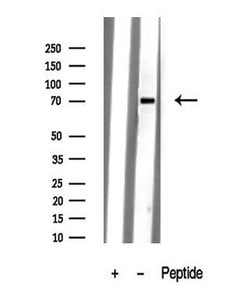 Invitrogen KV3.4 (KCNC4) Polyclonal Antibody 100 &mu;L; Unconjugated:Antibodies,