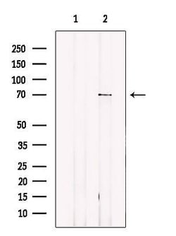 Invitrogen KV3.4 (KCNC4) Polyclonal Antibody 100 &mu;L; Unconjugated:Antibodies,