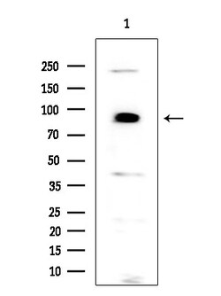 Invitrogen PKD2 Polyclonal Antibody 100 &mu;L; Unconjugated:Antibodies,