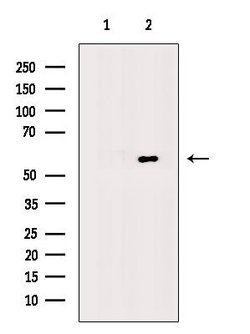 Invitrogen BLK Polyclonal Antibody 100 &mu;L | Buy Online | Invitrogen&trade; | Fisher Scientific