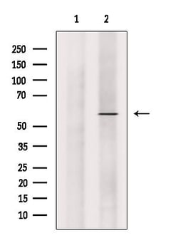 Invitrogen BLK Polyclonal Antibody 100 &mu;L | Buy Online | Invitrogen&trade; | Fisher Scientific