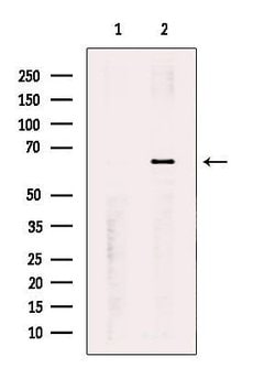 Invitrogen PNK Polyclonal Antibody 100 &mu;L; Unconjugated:Antibodies,