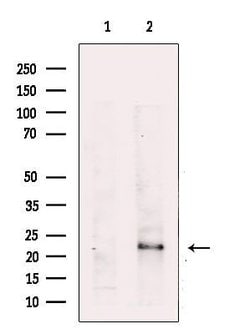 Invitrogen RRAS Polyclonal Antibody 100 μL; Unconjugated:Antibodies,