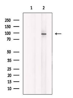 Invitrogen MARK Pan Polyclonal Antibody 100 &mu;L; Unconjugated:Antibodies,