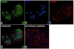 AHNAK Polyclonal Antibody:Antibodies, Polyclonal