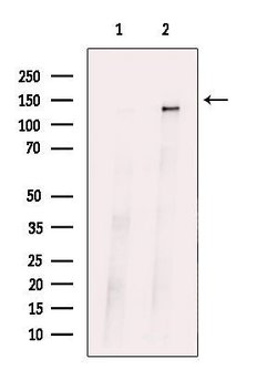 ABL1/ABL2 Polyclonal Antibody, Invitrogen 100 &mu;L; Unconjugated:Antibodies,