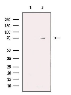 Invitrogen DYRK1A/DYRK1B Polyclonal Antibody 100 &mu;L; Unconjugated:Antibodies,