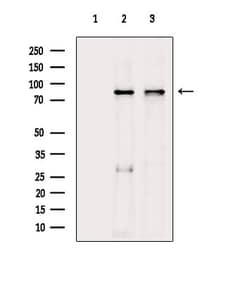 Invitrogen DYRK1A/DYRK1B Polyclonal Antibody 100 &mu;L; Unconjugated:Antibodies,