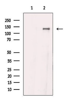 HIPK1/HIPK2/HIPK3 Polyclonal Antibody, Invitrogen 100 &mu;L; Unconjugated:Antibodies,