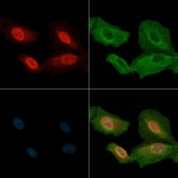 Invitrogen MEKK2 Polyclonal Antibody 100 μL; Unconjugated:Antibodies,