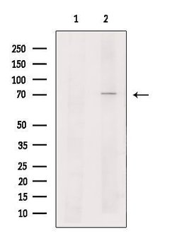 Invitrogen MEKK2 Polyclonal Antibody 100 μL; Unconjugated:Antibodies,