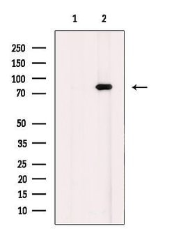 Invitrogen MSK2 Polyclonal Antibody 100 &mu;L; Unconjugated:Antibodies,