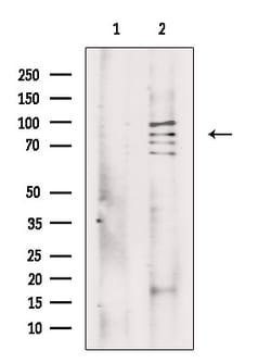 Invitrogen MSK2 Polyclonal Antibody 100 &mu;L; Unconjugated:Antibodies,