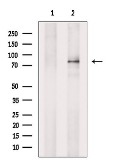 ARK5 Polyclonal Antibody, Invitrogen 100 &mu;L; Unconjugated:Antibodies,