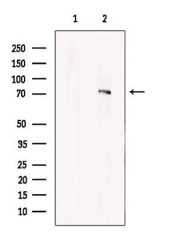 ARK5 Polyclonal Antibody, Invitrogen 100 &mu;L; Unconjugated:Antibodies,