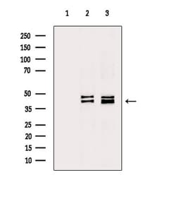 Invitrogen p38 MAPK gamma/delta Polyclonal Antibody 100 &mu;L; Unconjugated:Antibodies,
