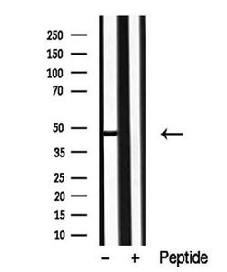 Invitrogen p38 MAPK gamma/delta Polyclonal Antibody 100 &mu;L; Unconjugated:Antibodies,