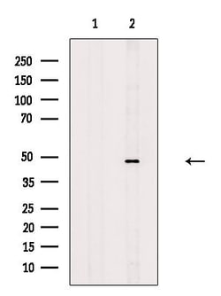 CtBP1/CtBP2 Polyclonal Antibody, Invitrogen 100 &mu;L; Unconjugated:Antibodies,