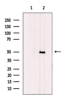 CtBP1/CtBP2 Polyclonal Antibody, Invitrogen 100 &mu;L; Unconjugated:Antibodies,