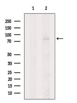 Invitrogen KIZUNA Polyclonal Antibody 100 &mu;L; Unconjugated:Antibodies,