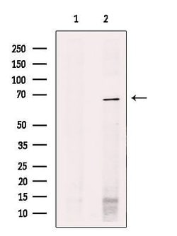 Invitrogen SHC3 Polyclonal Antibody 100 &mu;L; Unconjugated:Antibodies,