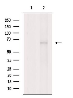 Invitrogen SHC3 Polyclonal Antibody 100 &mu;L; Unconjugated:Antibodies,