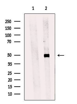 Invitrogen STYK1 Polyclonal Antibody 100 &mu;L; Unconjugated:Antibodies,