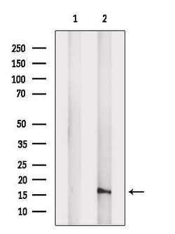 Invitrogen FIS1 Polyclonal Antibody 100 &mu;L; Unconjugated:Antibodies,