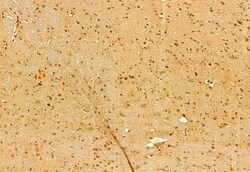 Invitrogen DACH1 Polyclonal Antibody 100 μL; Unconjugated:Antibodies,