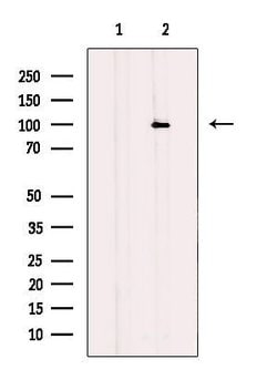 Invitrogen DACH1 Polyclonal Antibody 100 μL; Unconjugated:Antibodies,