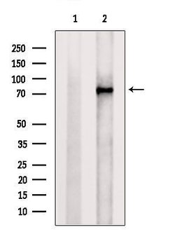 Invitrogen PADI2 Polyclonal Antibody 100 &mu;L; Unconjugated:Antibodies,