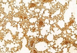 Invitrogen SRXN1 Polyclonal Antibody 100 &mu;L; Unconjugated:Antibodies,
