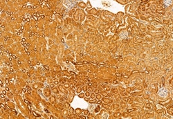 Invitrogen SRXN1 Polyclonal Antibody 100 &mu;L; Unconjugated:Antibodies,