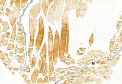 Invitrogen IFT81 Polyclonal Antibody 100 μL; Unconjugated:Antibodies,