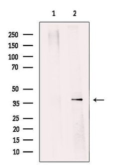 Invitrogen SGTA Polyclonal Antibody 100 μL; Unconjugated:Antibodies,
